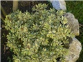cvijet